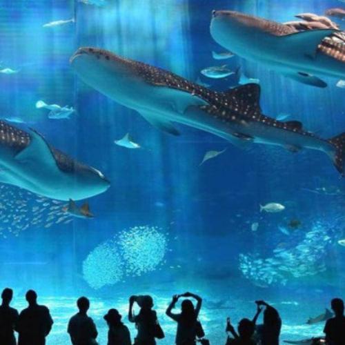 Excursion au Grand Aquarium à Hurghada