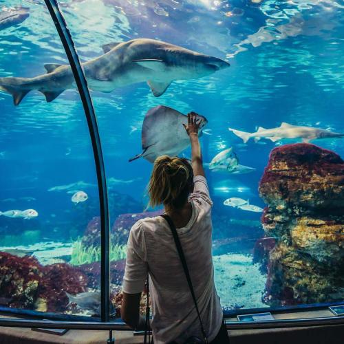 Excursion au Grand Aquarium à Hurghada