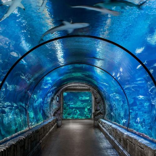 Excursion au Grand Aquarium à Hurghada