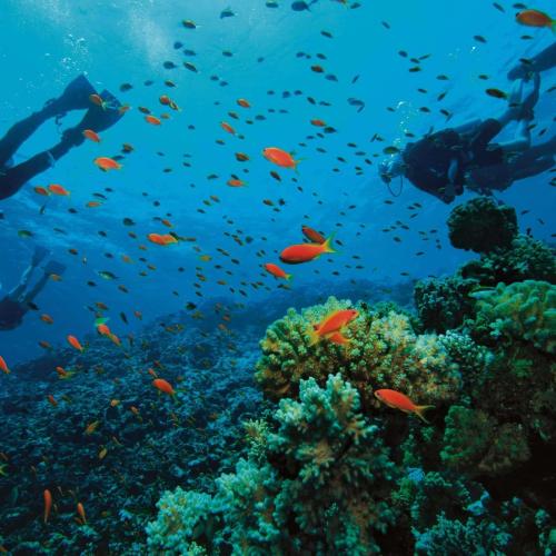 Daily diving in Hurghada - For Certified
