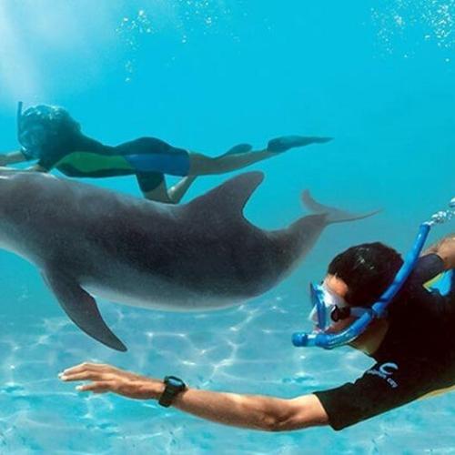 Wycieczka Dolphin House z Hurghady