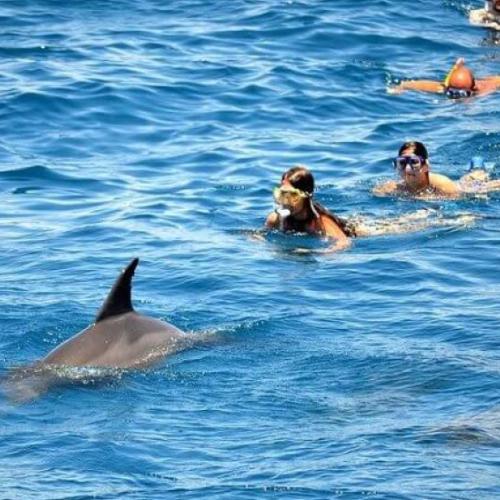 Wycieczka Dolphin House z Hurghady