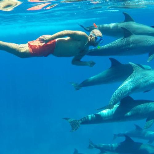 Wycieczka Dolphin House z Hurghady