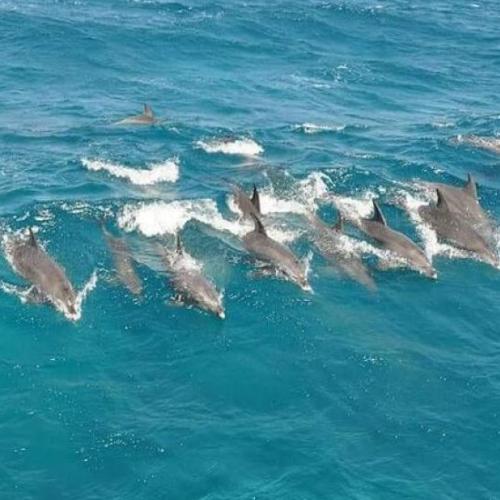 Wycieczka Dolphin House z Hurghady