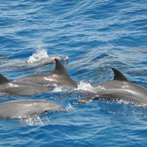 Wycieczka Dolphin House z Hurghady