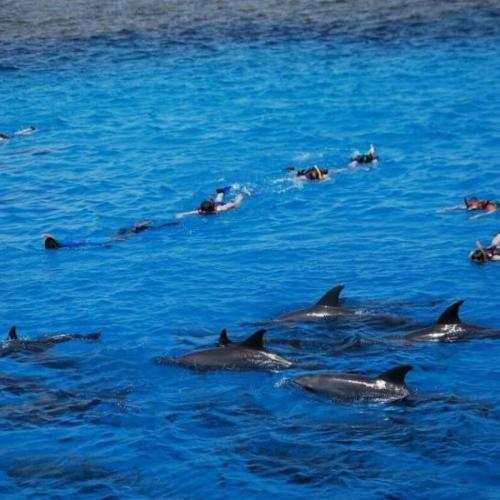 Wycieczka Dolphin House z Hurghady